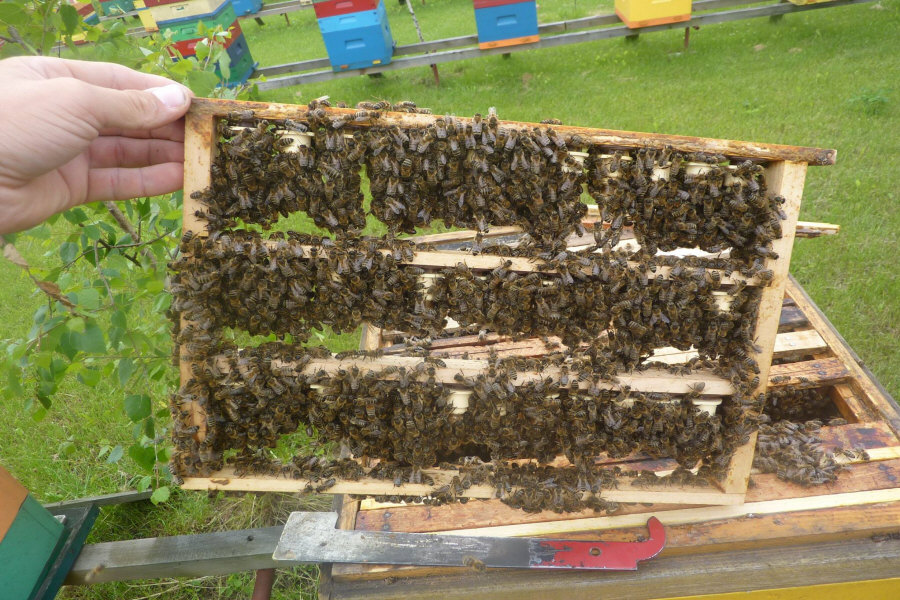 MIODOLAND Poľské úle včelej kráľovnej ukladajúcej med Poľsko 01