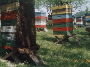 MIODOLAND Poľské úle včelej kráľovnej ukladajúcej med Poľsko 03