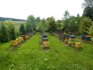 MIODOLAND Poľské úle včelej kráľovnej ukladajúcej med Poľsko 05