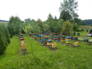 MIODOLAND Poľské úle včelej kráľovnej ukladajúcej med Poľsko 06