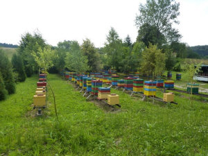 MIODOLAND Poľské úle včelej kráľovnej ukladajúcej med Poľsko 07