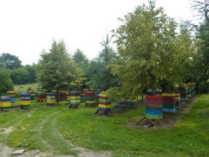 MIODOLAND Poľské úle včelej kráľovnej ukladajúcej med Poľsko 09