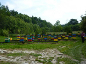 MIODOLAND Poľské úle včelej kráľovnej ukladajúcej med Poľsko 10