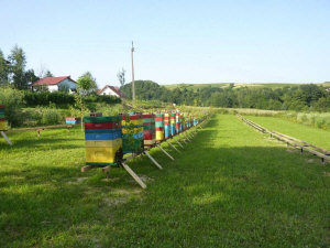 MIODOLAND Poľské úle včelej kráľovnej ukladajúcej med Poľsko 13