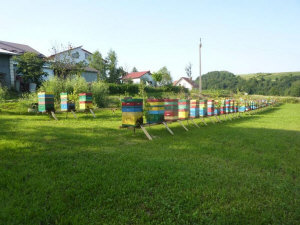MIODOLAND Poľské úle včelej kráľovnej ukladajúcej med Poľsko 14